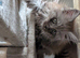 Tica pedigree male kitten