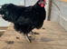 Black Orpington cockerel