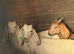 Anglo Nubian wethers