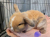 Baby mini lops