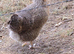 Cream Legbar Hen Chickens Blue Eggs
