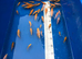 Baby koi for sale