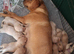 Stunning litter