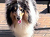 Amazing blue Merle Shetland sheepdog stud