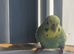 Budgies looking for new home