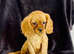 Stunning Cockalier Puppies