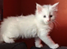 Maine Coons kittens in Manchester (3 boys)