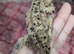 Super Dalmatian crested gecko