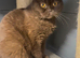 Beautiful chunky cinnamon kittens looking new home