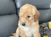toy poodles