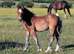 Welsh section c bay filly foal