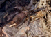 X4 phormictopus auratus tarantula Unsexed with set ups