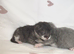 Gorgeous fluffy kittens