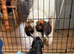 Sprocker puppy for sale
