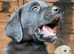Pure yellow and black Labradors ready now.