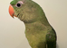 Hand-Reared Baby Alexandrine Parrot
