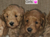 Licensed breeder, 4 dna clear red small miniature cockapoo litter
