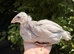 Lavender Leghorn 4 week old chicks