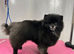 Adult Pom for rehoming