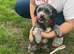 Blue female schnoodle