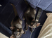 2 British short hair male kittens