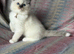 Pure Ragdolls