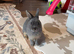 Blue Otter Netherland Dwarf