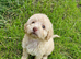 TRUE TEACUP MALTIPOO GIRL