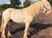 Cremello cob