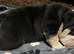 Beautiful kc English bulldogs