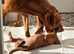 KCreg Vizsla puppies