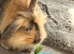 Free rabbit looking for a good home