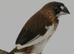 Finches wanted