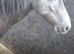 Welsh section a colt