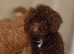 Cockapoo puppy's