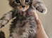 3 stunning mainecoon kittens available to reserve