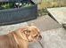 Exotic female Bulldog