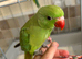Baby hand reared Ringnecks parakeets