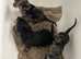 Miniature smooth dachshund puppies dapple and Black and Tan