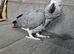 Tame African grey