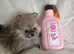 Exceptional tiny kc Pomeranian puppies. Male & female stunning!