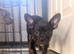 Staffordshire bull terrier x Frenchie