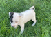 Jack Russell