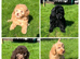READY NOW!!! Stunning Labradoodles (Miniature) From Health tested parents