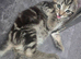 Beautiful Half begal kitten