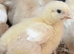 One day old rose cobb chicks