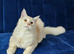Maine Coon kittens