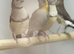 Owl finches