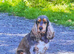 1 boy left Rare Coloured Show-Type Cocker Spaniel Puppies