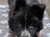 Swiss shepherd x husky x collie pups